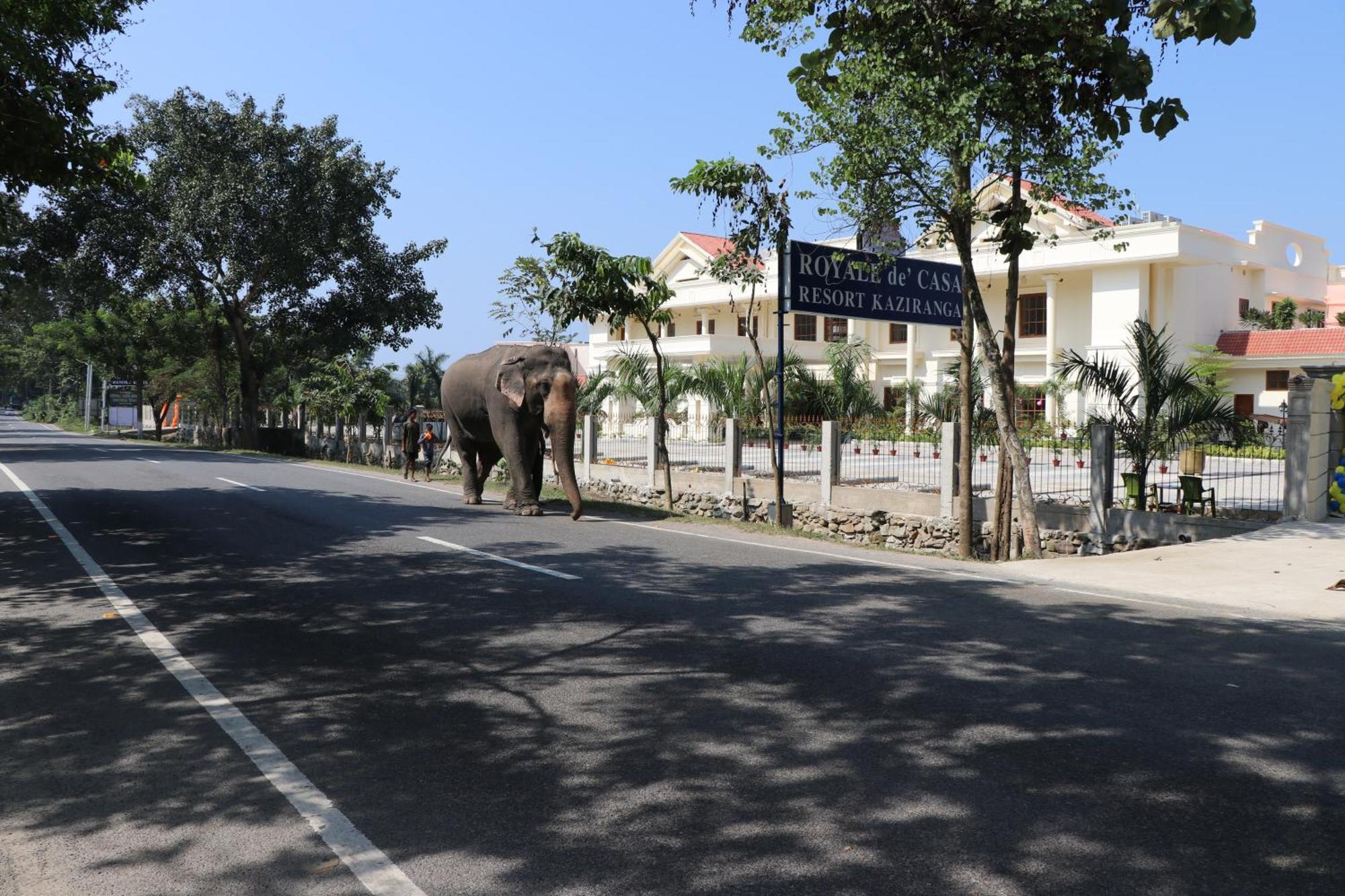 Royale De' Casa Resort กาซิรังคา ภายนอก รูปภาพ